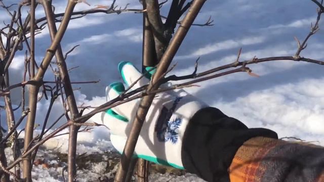 Pruning a Nannyberry смотреть онлайн