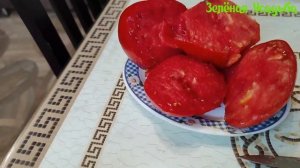 Обзор Минусинских помидор: от Старожилов и 1- Килограммовый/ На кустах, взвешивания и дегустация.