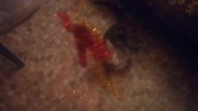 Кот взбесился разволновался от тайных знаков Культуры Сэксперимент по активации энергетики смотреть онлайн