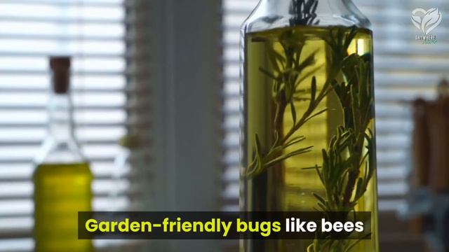 Here's Why You Should Grow Rosemary By Your Garden. смотреть онлайн