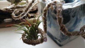 Тилландсия Фуего. Как лучше растить, куртиной или по одиночке?