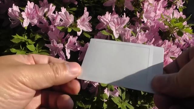 FUJIFILM instax mini 90　二重露光つつじ　(Double Exposure Azalea Flowers) смотреть онлайн