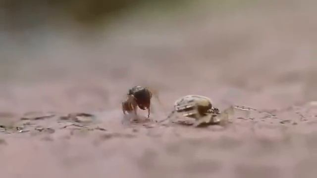 Паук против муравья смотреть онлайн