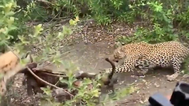 30 Moments When Wild Hyenas Chose The Wrong Opponent And What Happened Next смотреть онлайн