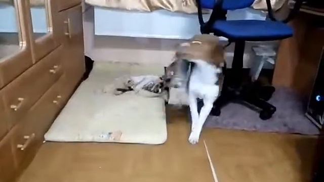 Бигль и покрывало смотреть онлайн