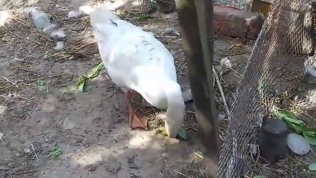 Капуста бак-чой - деликатес для гусей. Вместо перепелов лупиться цесарки, незнаю что из этого выйде смотреть онлайн