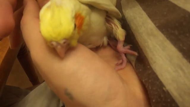 Лапка дергается смотреть онлайн