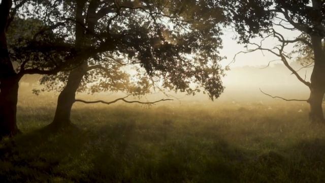 Relax.View of the forest to the magical sounds of an Indian flute.Вид на лес под звуки флейты смотреть онлайн