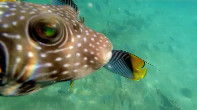 Египед шарм аль шейх 2015 смотреть онлайн