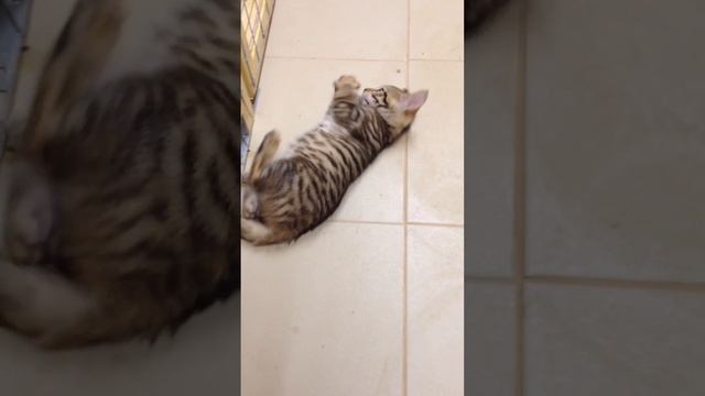Котёнок тойгер Груша смотреть онлайн