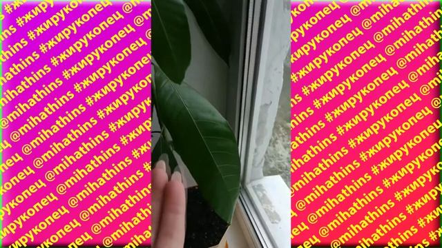 КАК вырастить манго из косточки дома | Посадить манго в домашних условиях из косточек на подоконник смотреть онлайн