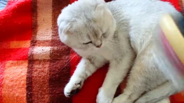 cat Scottish fold / кот скоттиш фолд смотреть онлайн