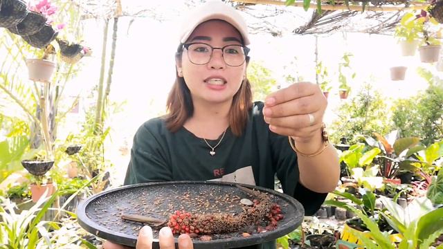 PAANO MAGPARAMI NG ANTHURIUM RAINFOREST STEP BY STEP|ANTHURIUM RAINFOREST PROPAGATION BY SEEDS смотреть онлайн