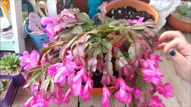 Cactus De Pascua/Cactus De Navidad: Cuidados, Reproducción Y Cultivo