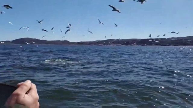 Встеча рыбаков с китом в Баренцевом море? смотреть онлайн