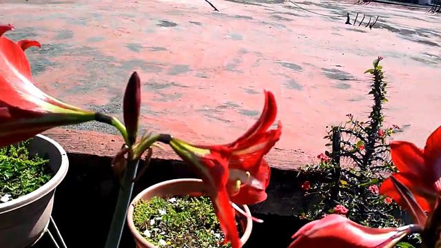 Flores de temporada, marzo 2019 смотреть онлайн