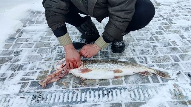 Икра щуки. Достать не разрезая брюха смотреть онлайн