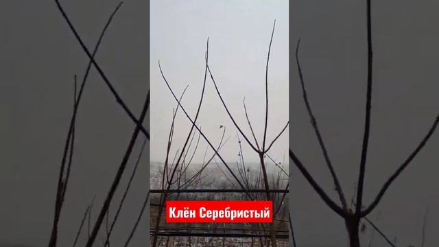 клëн серебристый (красный)