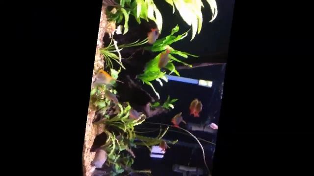 Сапфировая (колумбийская) тетра - мирная "мини пиранья" смотреть онлайн