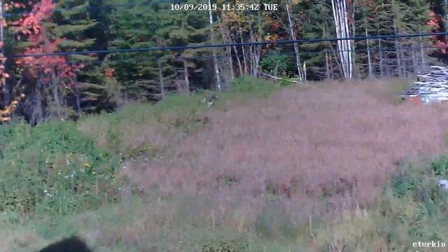 Reolink PTZ IP Camera .Светочувствительность ISO днем при полном 4x зум смотреть онлайн