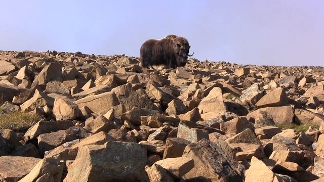 Овцебык (Полярный урал) смотреть онлайн