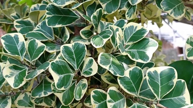 Ficus Triangularis Variegata