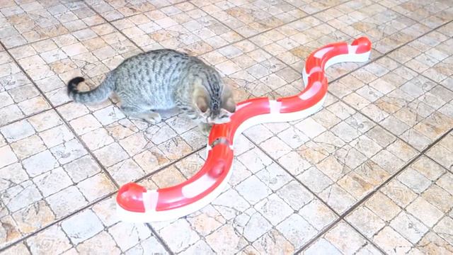 Uroczy kotek szuka domu! смотреть онлайн