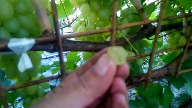 Виноград Кишмиш Столетие. Урожай 2018