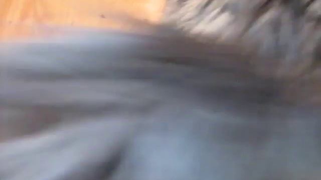 Реакция кота - на коготь Волка ))) смотреть онлайн