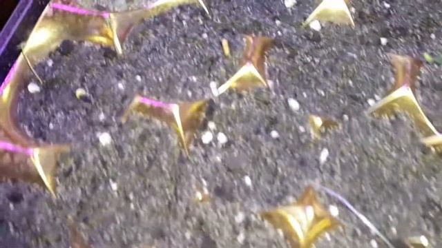 Виноградн из косточки. Последняя часть. смотреть онлайн