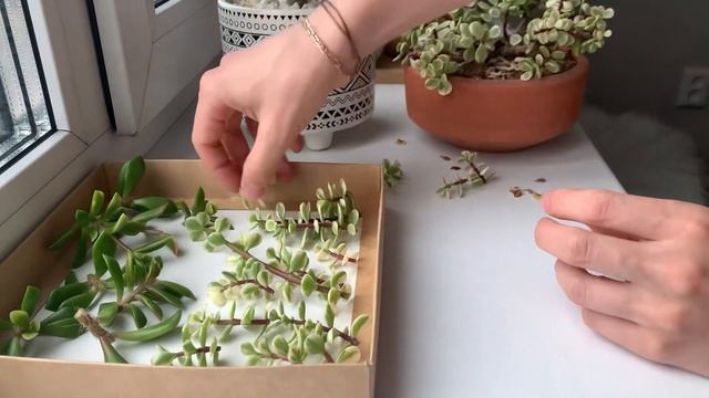 Моя Коллекция Суккулентов смотреть онлайн