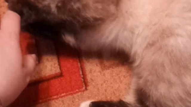 Кошка Мурка выполняет задания хозяйке.Видео прикол про кошку ,смешно до слез.Murka’s Cat Performs T
