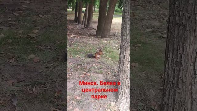 Минск. Белка в центральном парке #shorts смотреть онлайн
