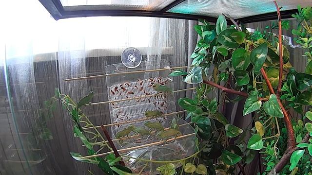 Кормление молодых Йеменских хамелеонов смотреть онлайн