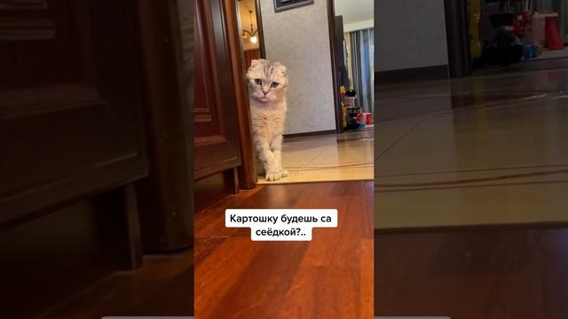 С таким котом и жены не надо?? #приколысживотными #юмор #котики #смешныекоты #коты #забавныекоты смотреть онлайн
