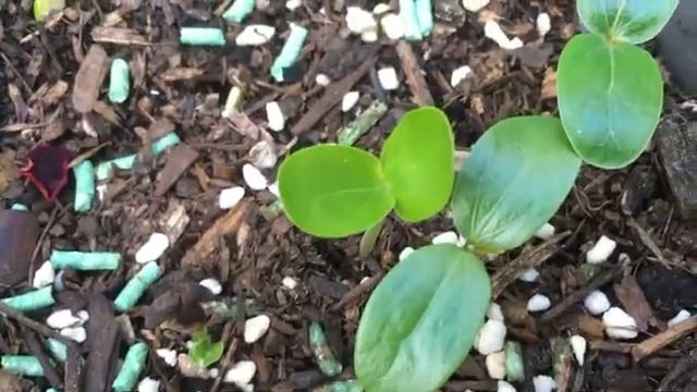 How to grow Brachychiton rupestris (queensland bottle tree) from seed with results смотреть онлайн