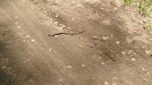 ЭТУ ЯЩЕРИЦУ ПУТАЮТ СО ЗМЕЕЙ.  БЕЗНОГАЯ ЯЩЕРИЦА.  ЛОМКАЯ ВЕРЕТЕНИЦА.