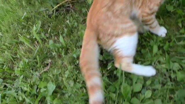 Агрессивный котенок (не хочет уезжать с дачи) смотреть онлайн