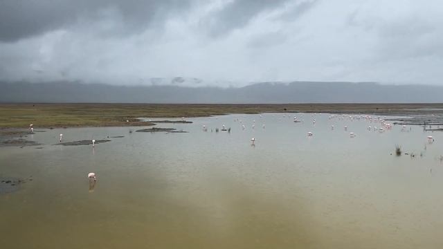 Розовые фламинго на озере в кратере вулкана 'Нгоронгоро'.Сафари в Танзании.Африка.Январь2022 смотреть онлайн