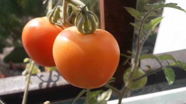 2 января 2022 года с Новым Годом скоро будем убирать урожай/посмотрите что выросло у меня на балкон смотреть онлайн