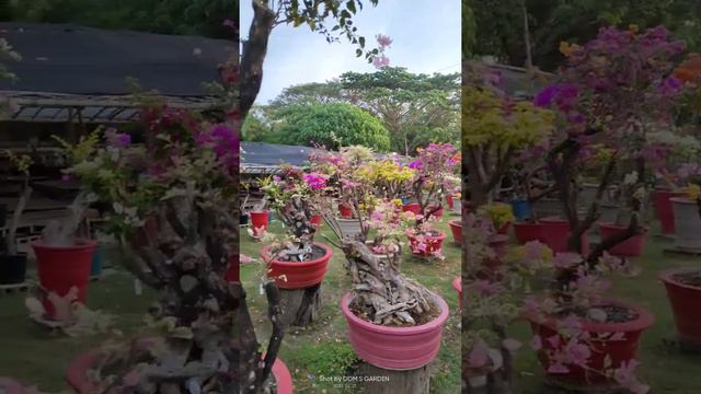 Blooming Bougainvillea смотреть онлайн