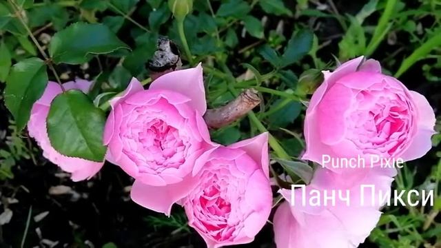 РОЗА. ПАНЧ ПИКСИ. смотреть онлайн