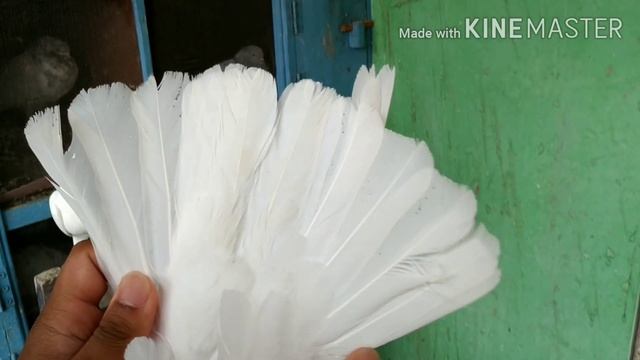 White Pigeons Collections | Different White Pigeon Breeds смотреть онлайн