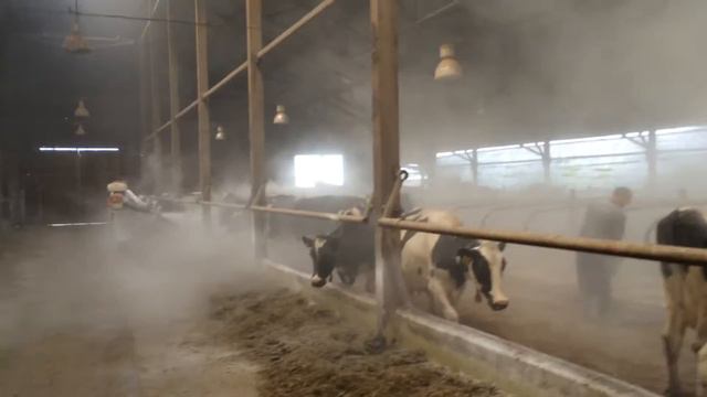 ЛЮБИСАН-ЭКО Молочная ферма 