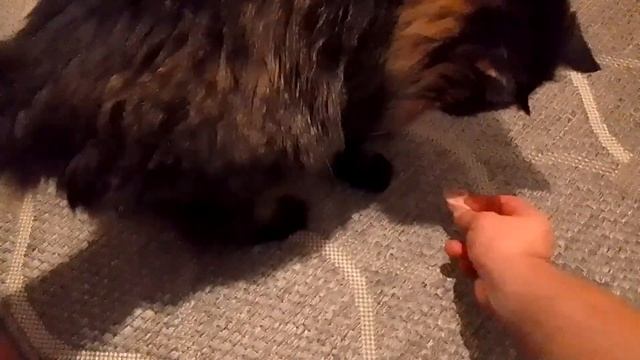 Кот Марс. Вечерний перекус после концерта. смотреть онлайн