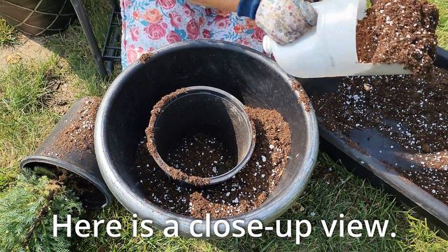 🌲How to Plant Juniper in Containers #garden #gardening #containergardening смотреть онлайн