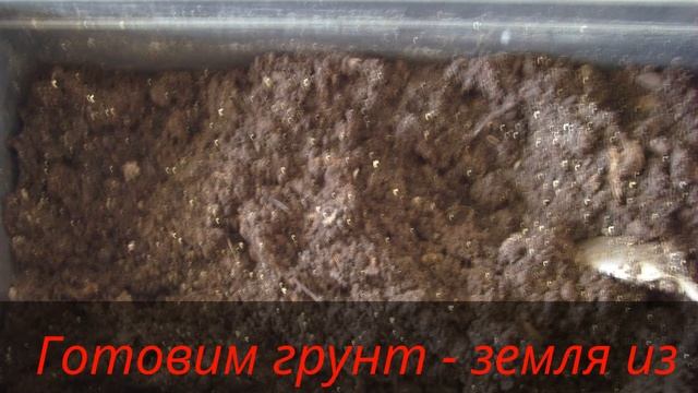 Лилия, как сажать. Посадка лилии ранней весной. Lily, how to plant. Planting lilies in early spring смотреть онлайн