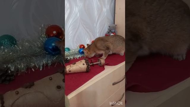 Тайный Санта. часть2. Позитив от Марселя. смотреть онлайн
