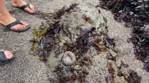 Миллионы ракушек на камнях в тихом океане. Собираем Мидии.