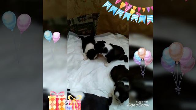 Московский Шарм Бостон  -помет на литеру Ж